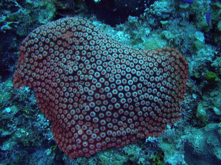 coral