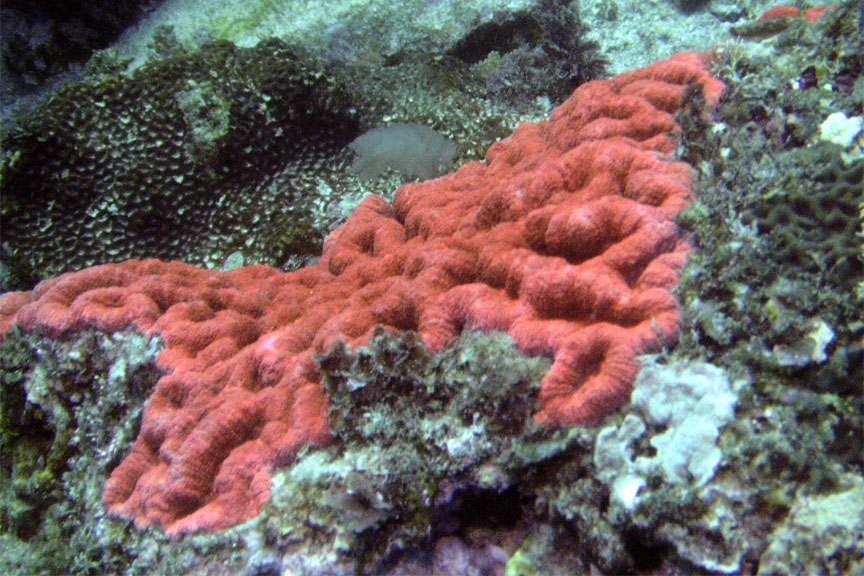 Coral