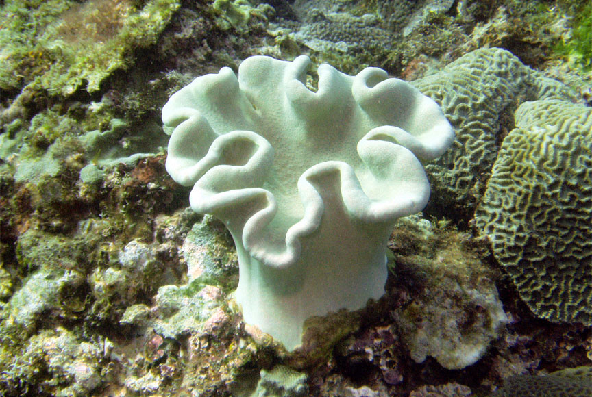 Coral