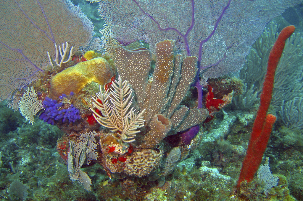 Coral