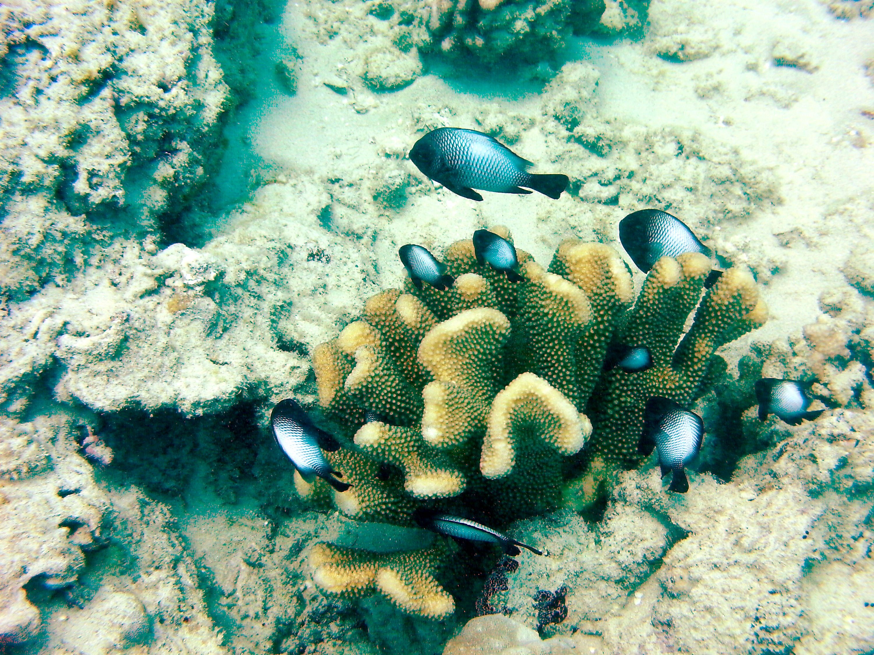 Coral_-n-_Fish2
