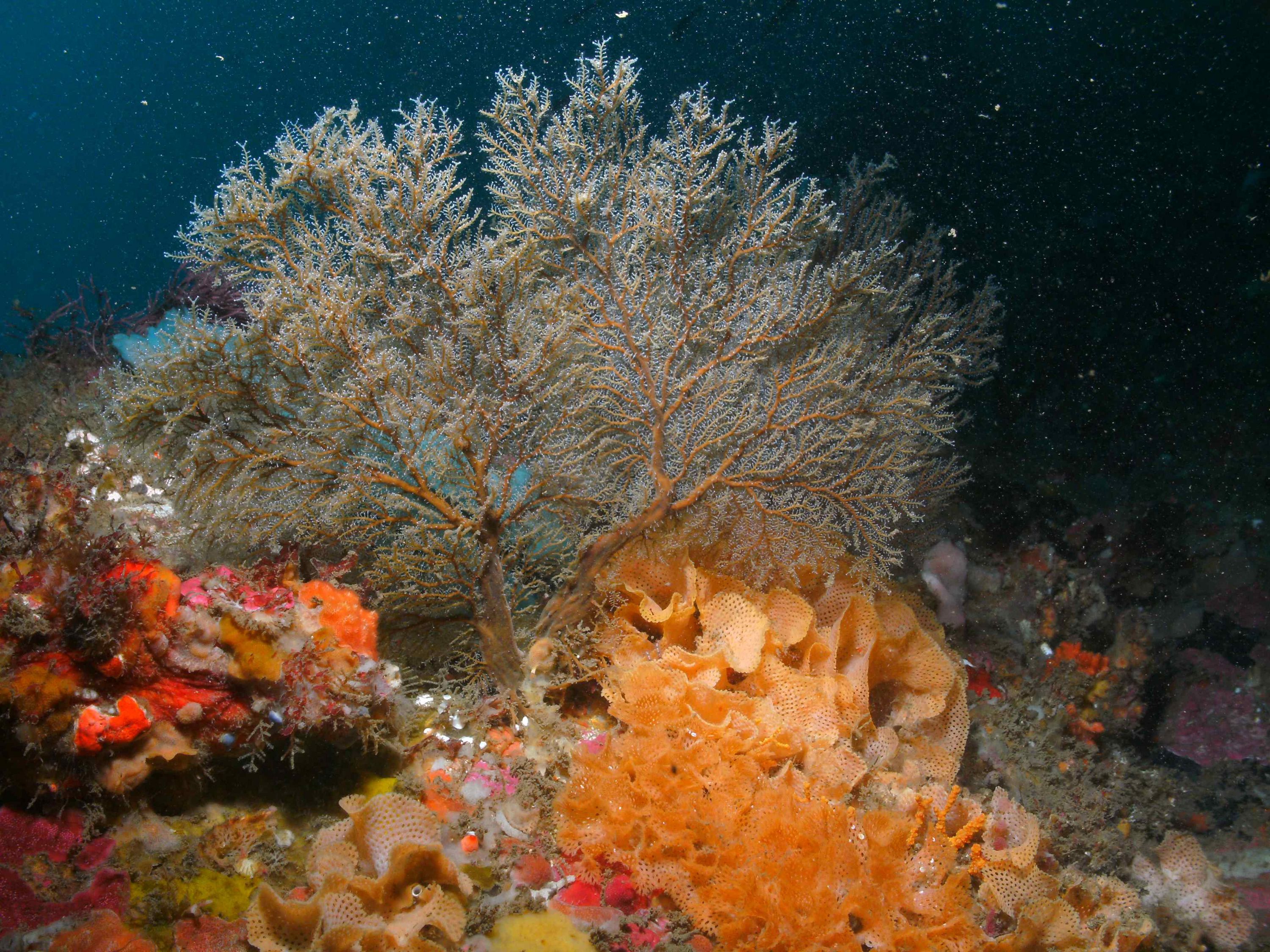 coral_12