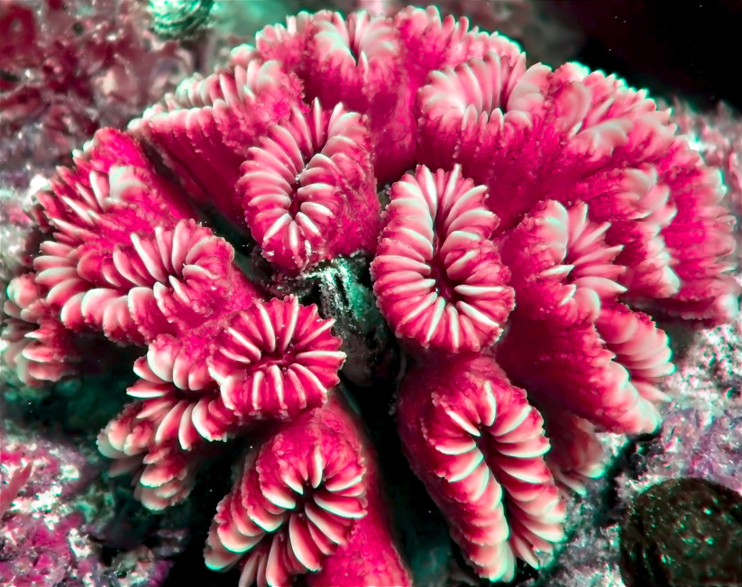 coral_15