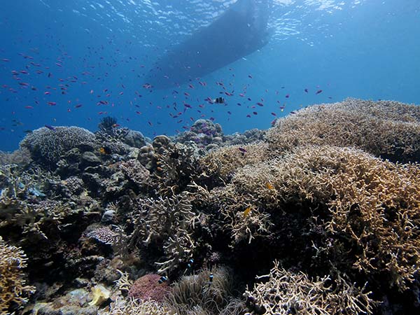 coral_and_boat