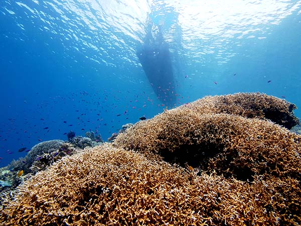 coral_and_boat_1