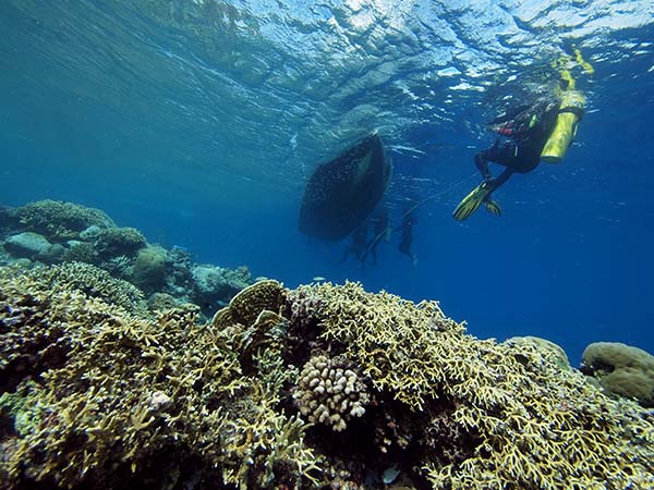 coral_and_boat_2