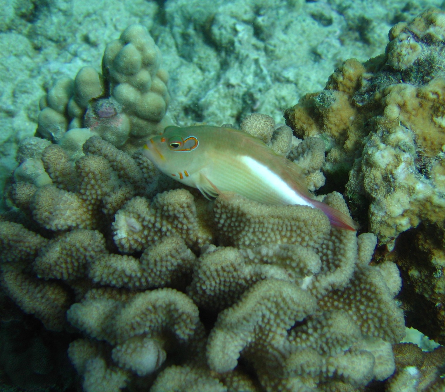 Coral_Clown