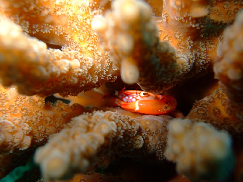 Coral_Crab_don_t_know_the_species_hiding_away_deep_in_a_Clustered_Finger_Co
