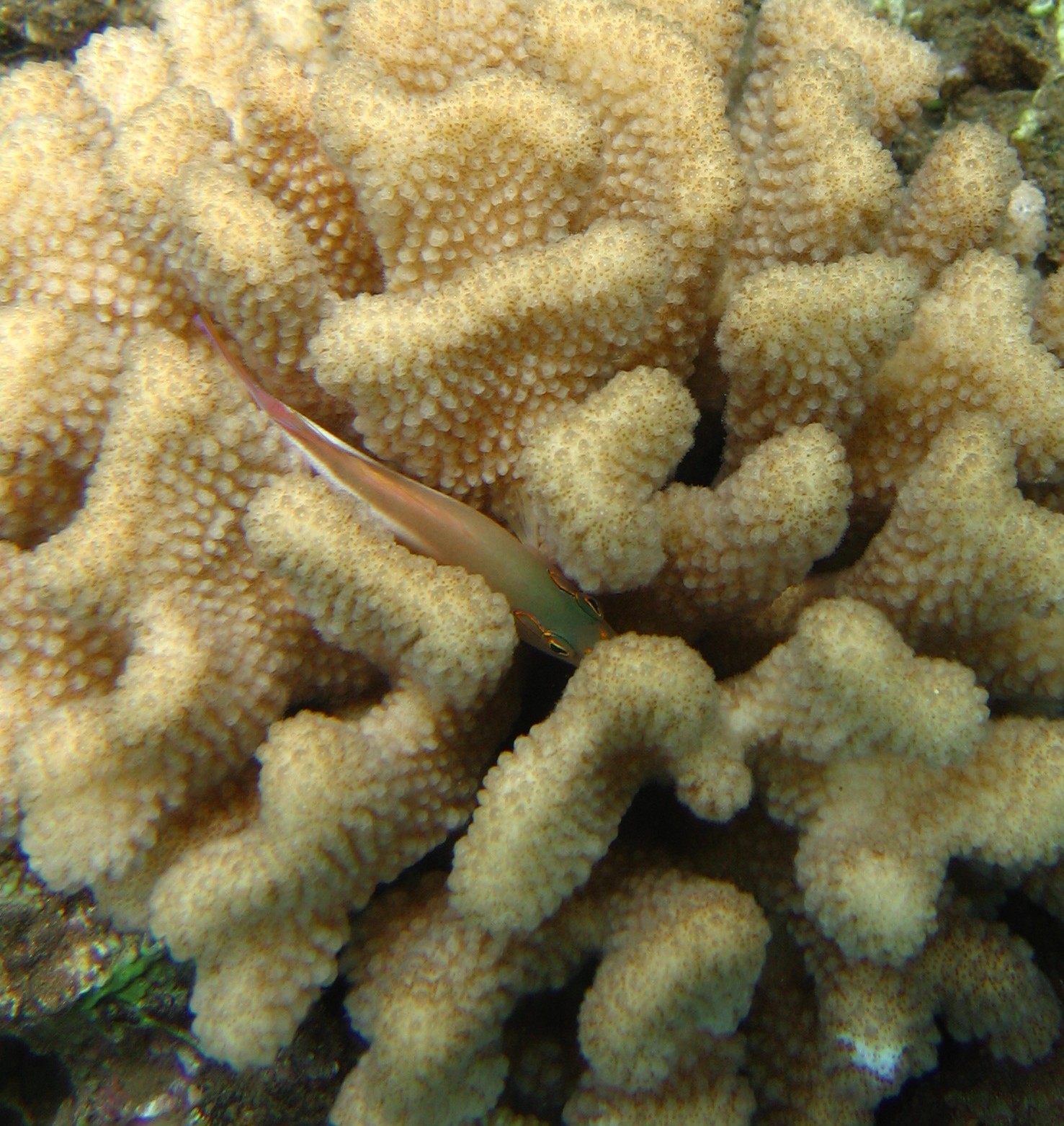 Coral_Fish