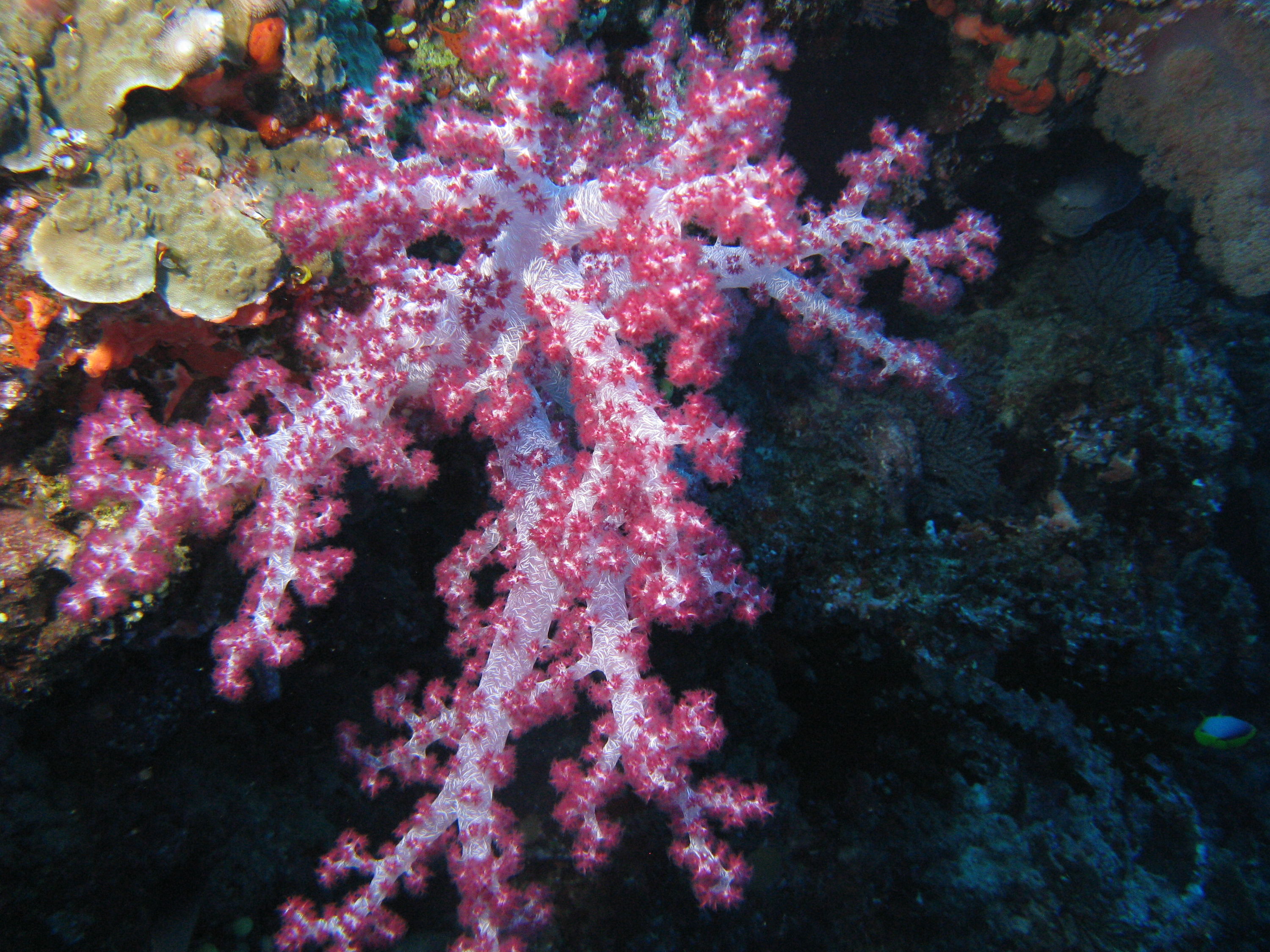 CORAL_IMG_0032