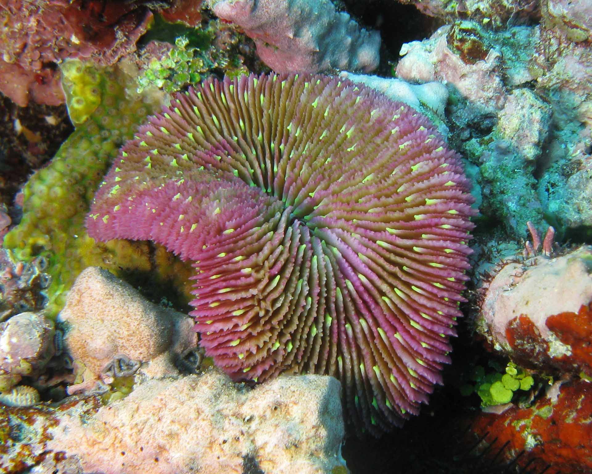 CORAL_IMG_0235c