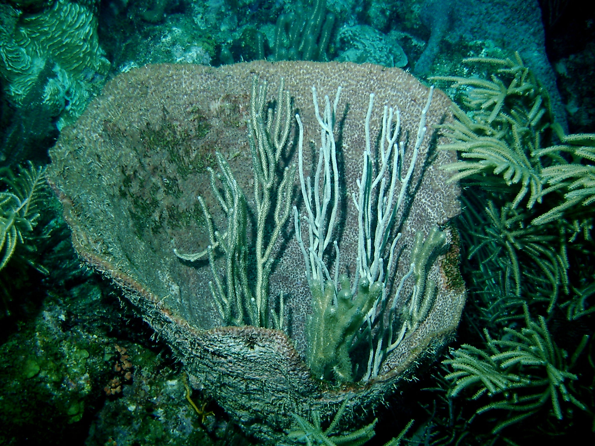 Coral_in_Barrel_sponge