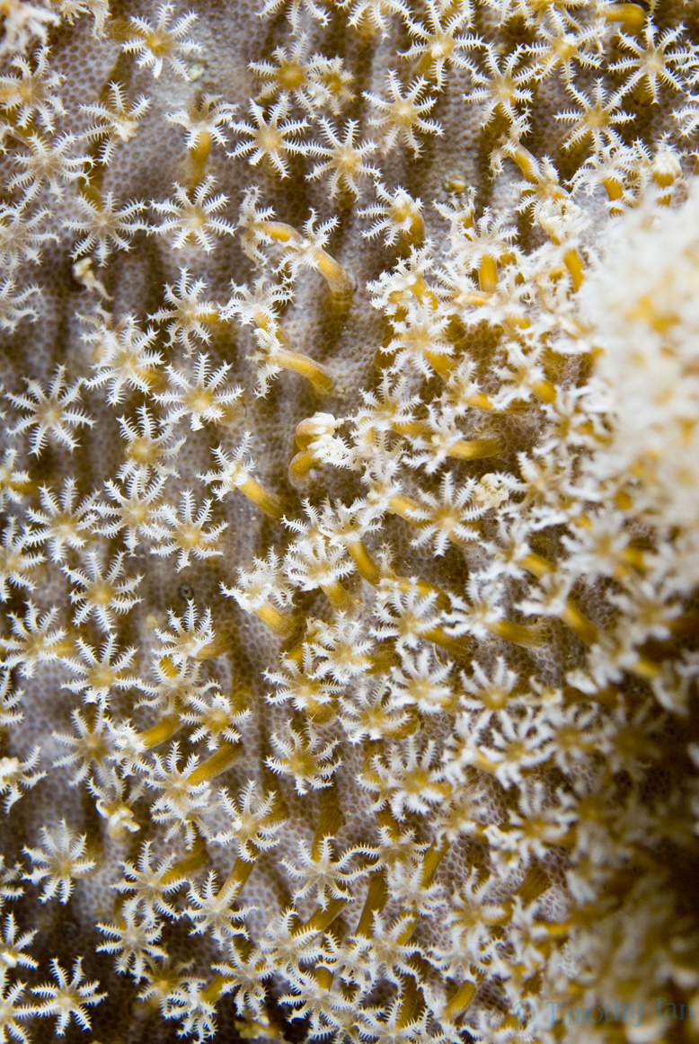 coral_polyps_1