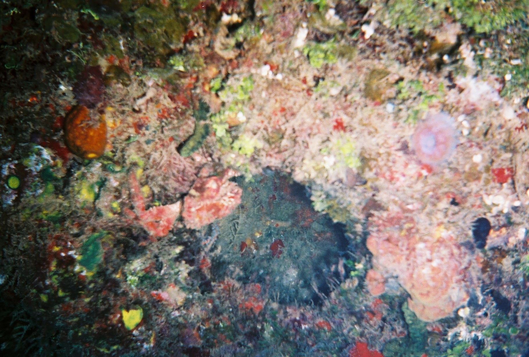 Coral_Reef-1