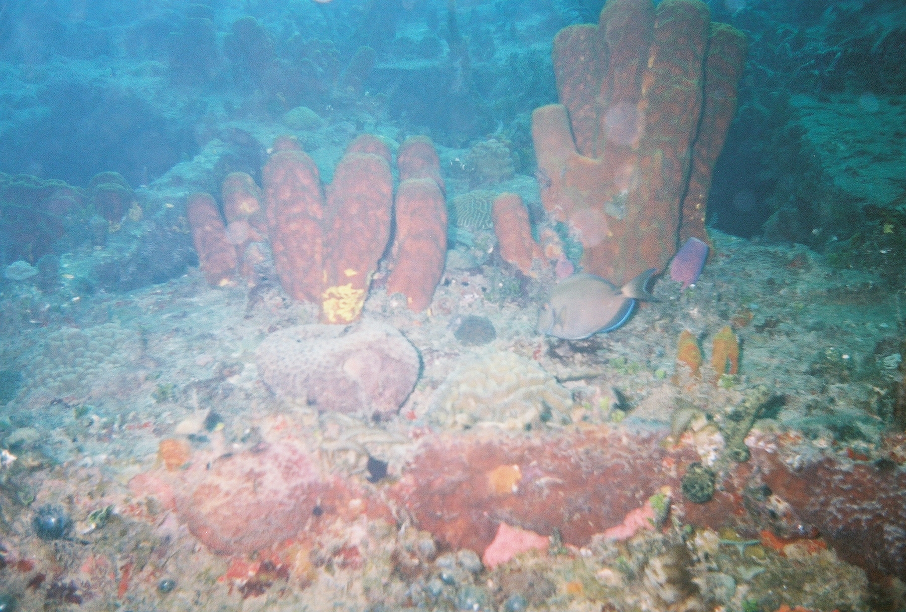 Coral_Reef-2