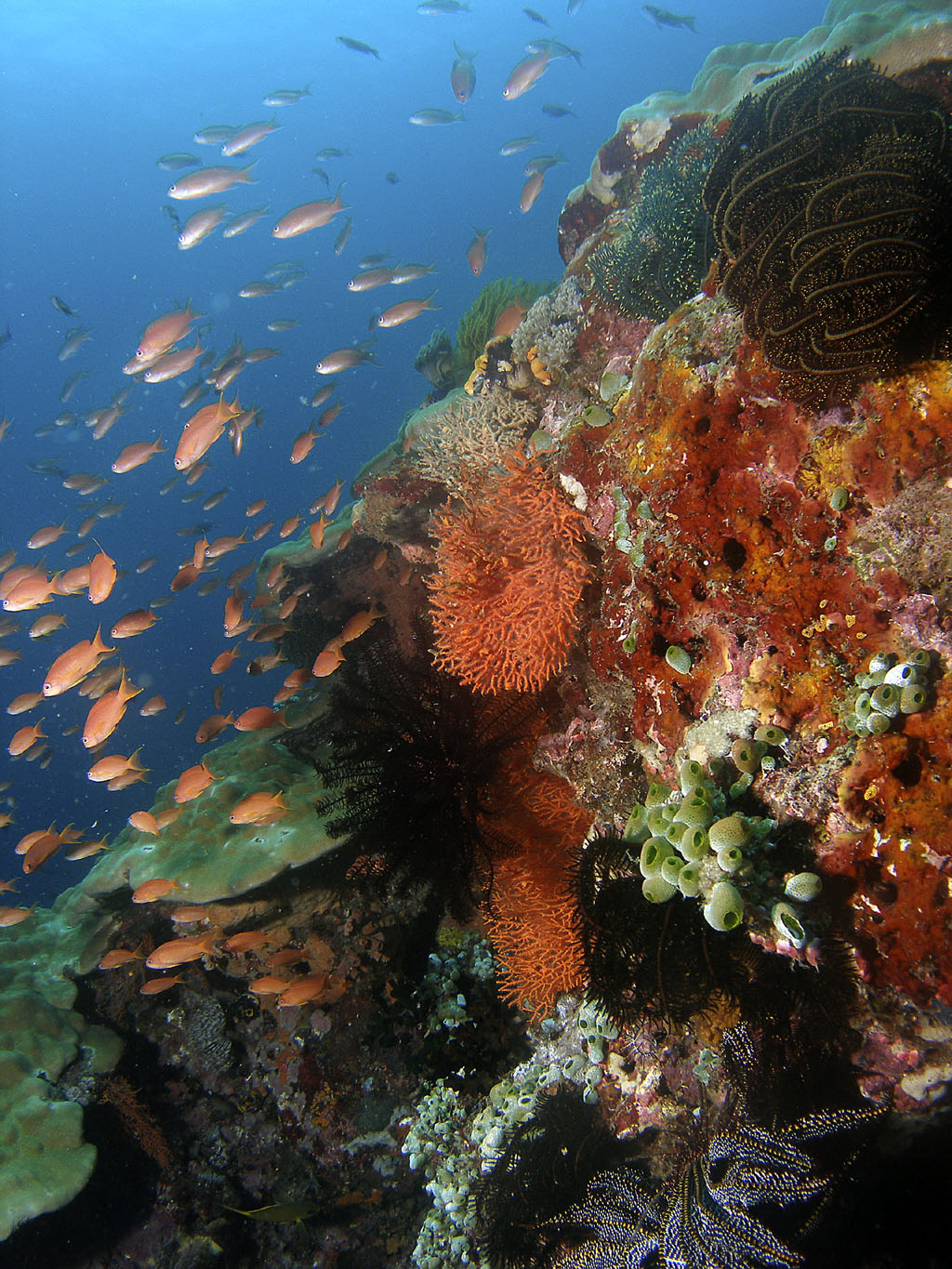 coral_reef_3