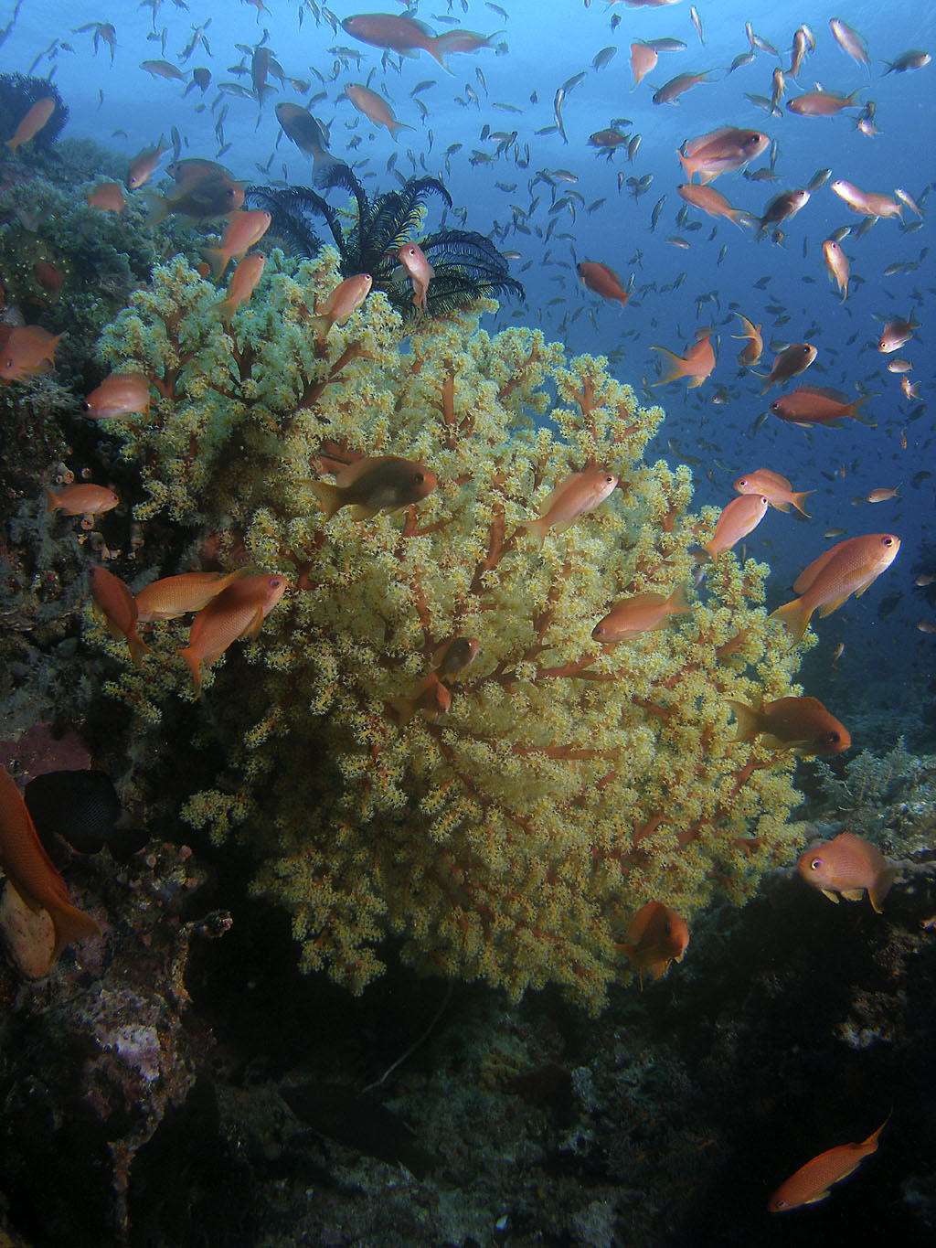 coral_reef_5