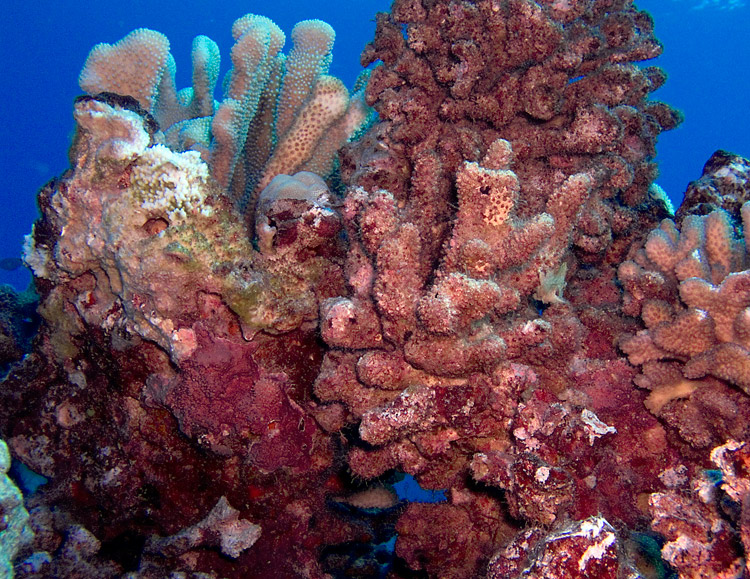 Coral_Reef_PB030015