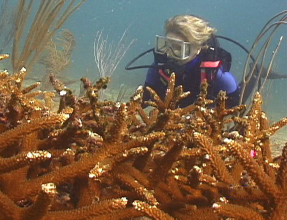 Coral_Restoration_8