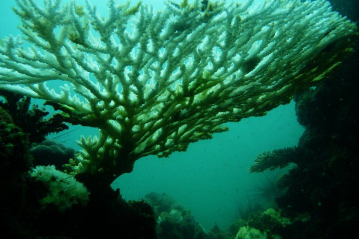 coral_scene