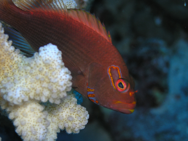 coralfish1