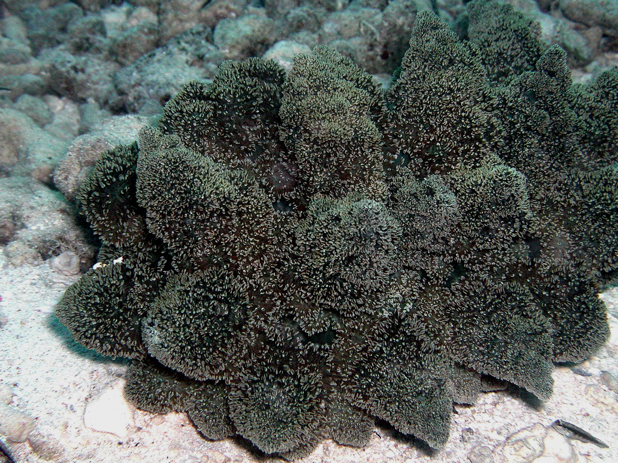 Coralomorph