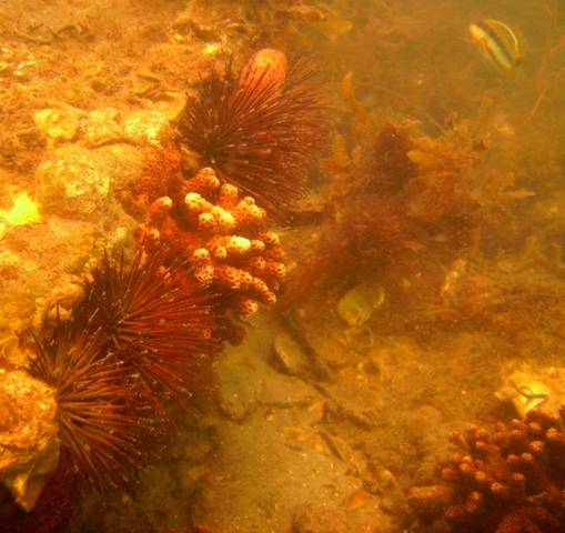 Corals and sea urchins Radio Island, Beaufort, NC