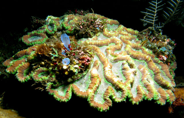 Corals and tunicates