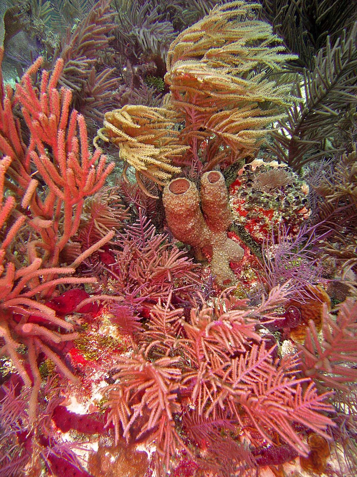 Corals at N DryRocks FL