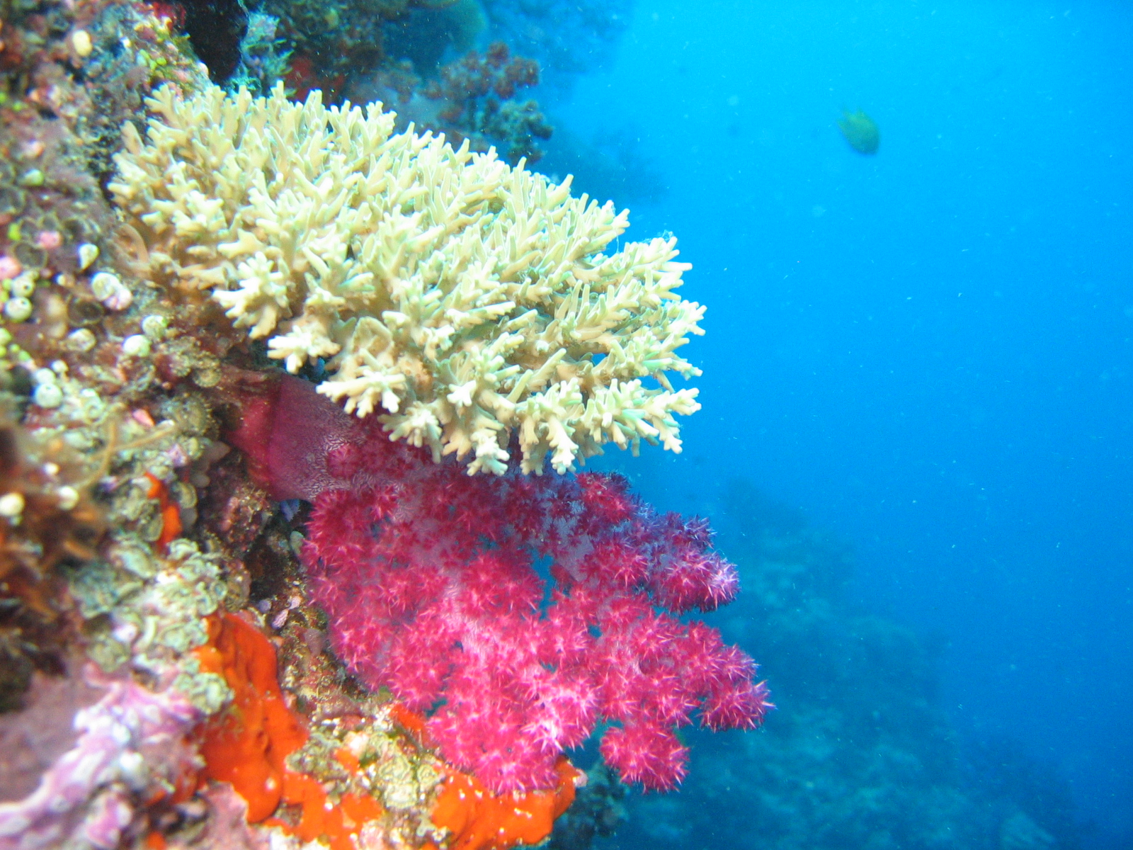 Corals - Fiji