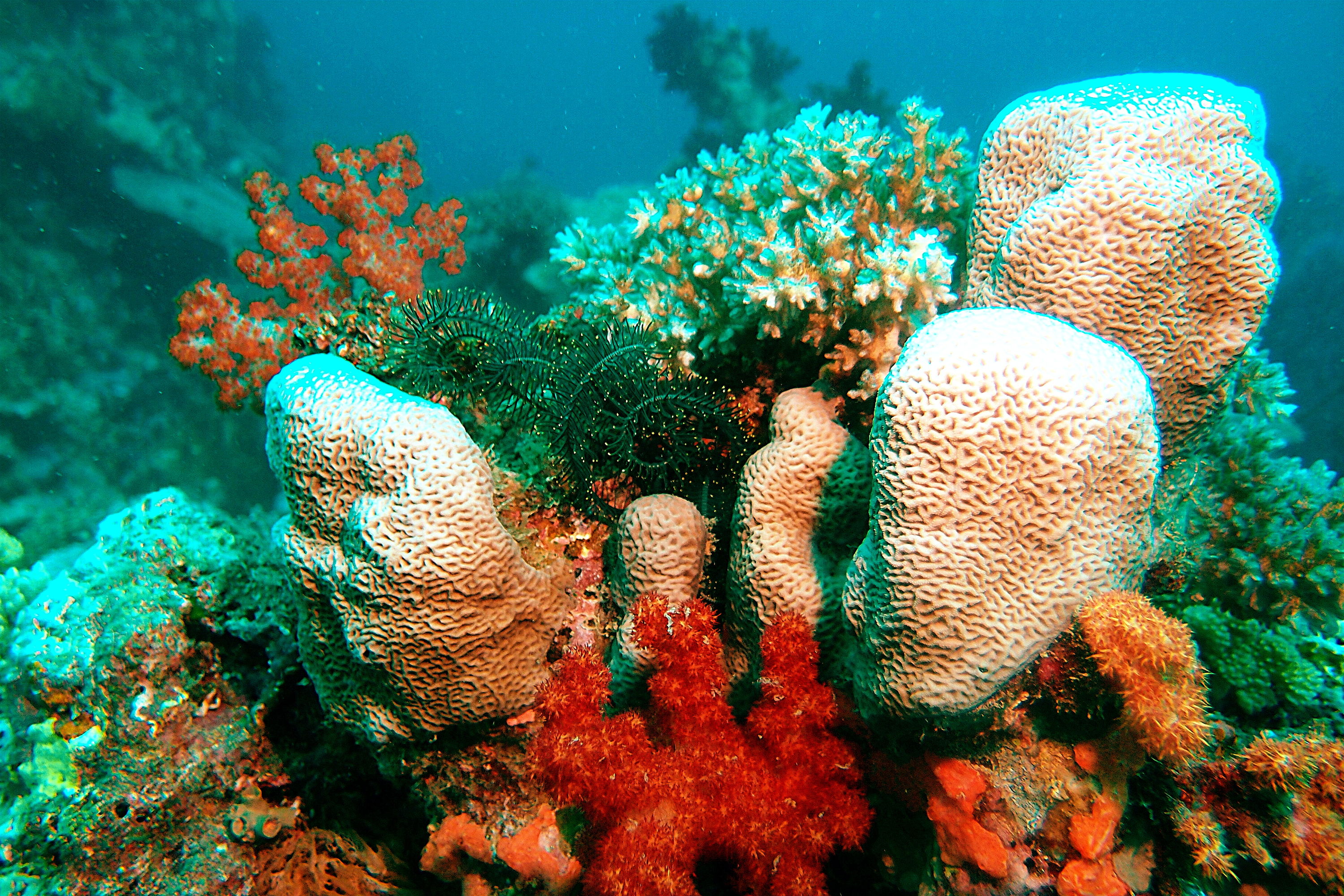 Corals in Fiji