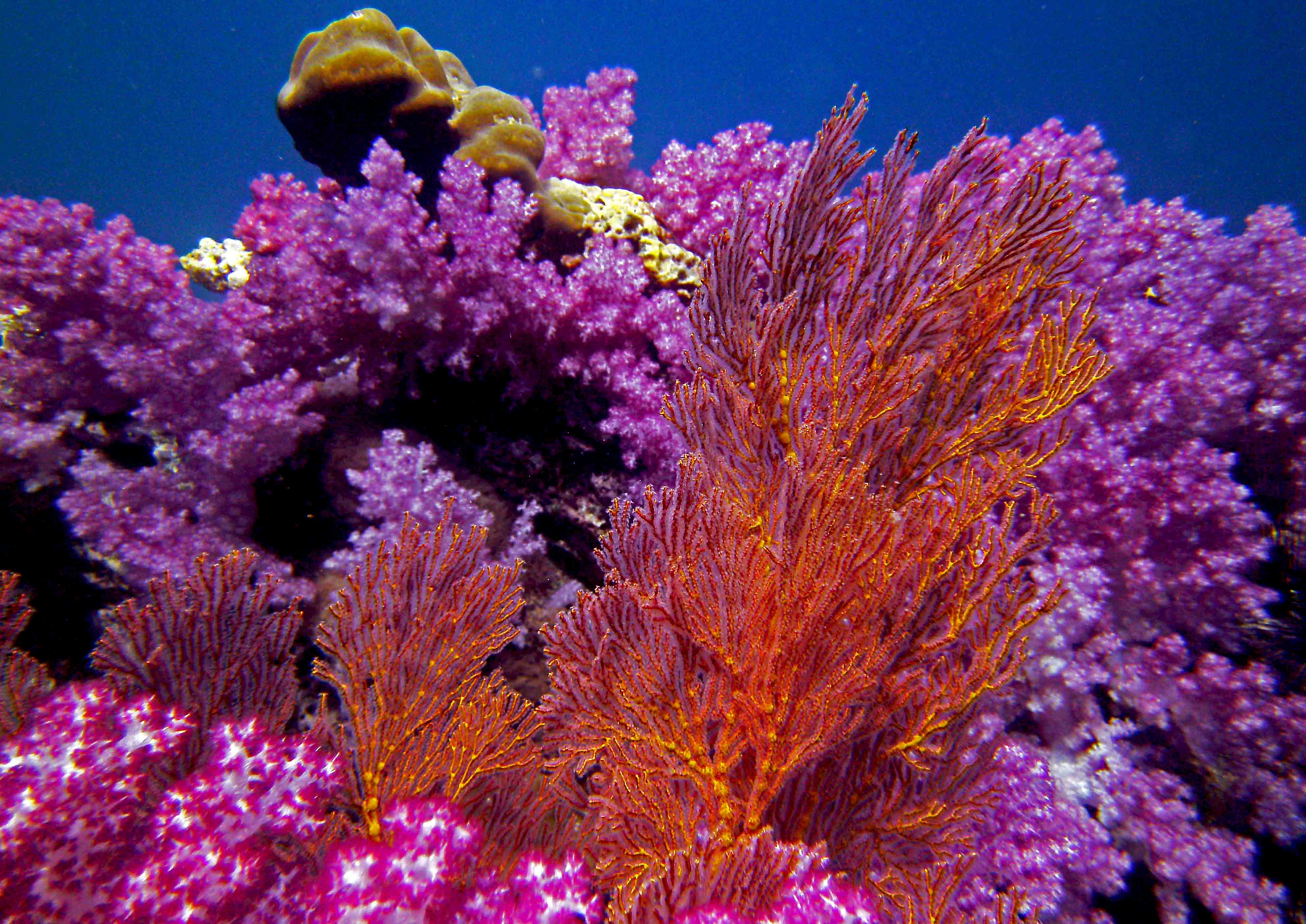 Corals Of Stonehenge