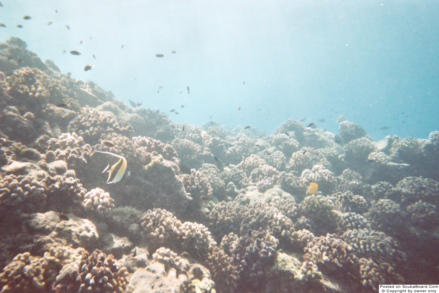 Corals off Kona