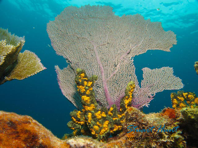 Corals on Benwood