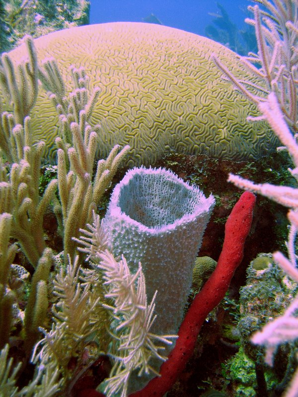 Corals & Sponges