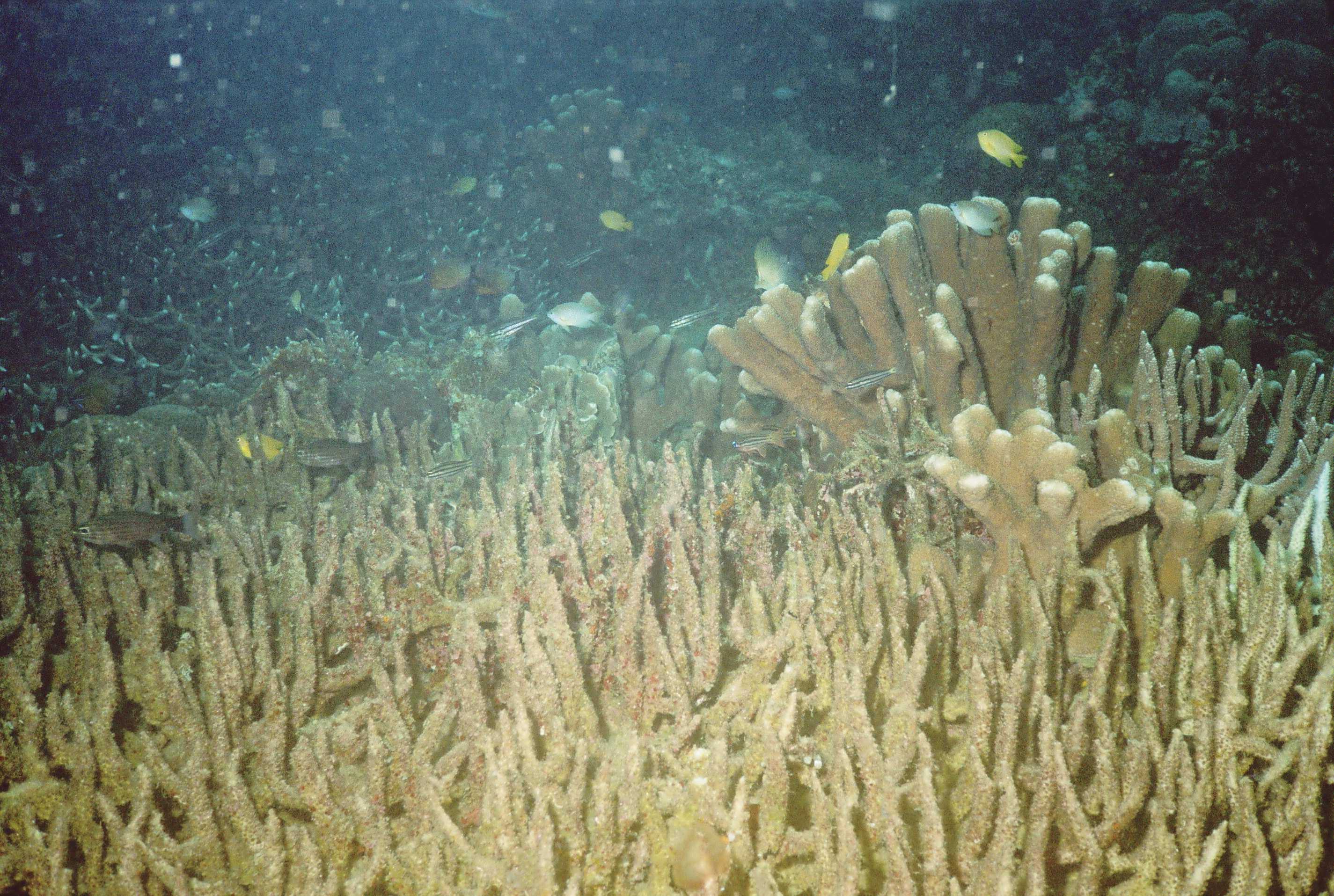 Corals & Yellow Fishes