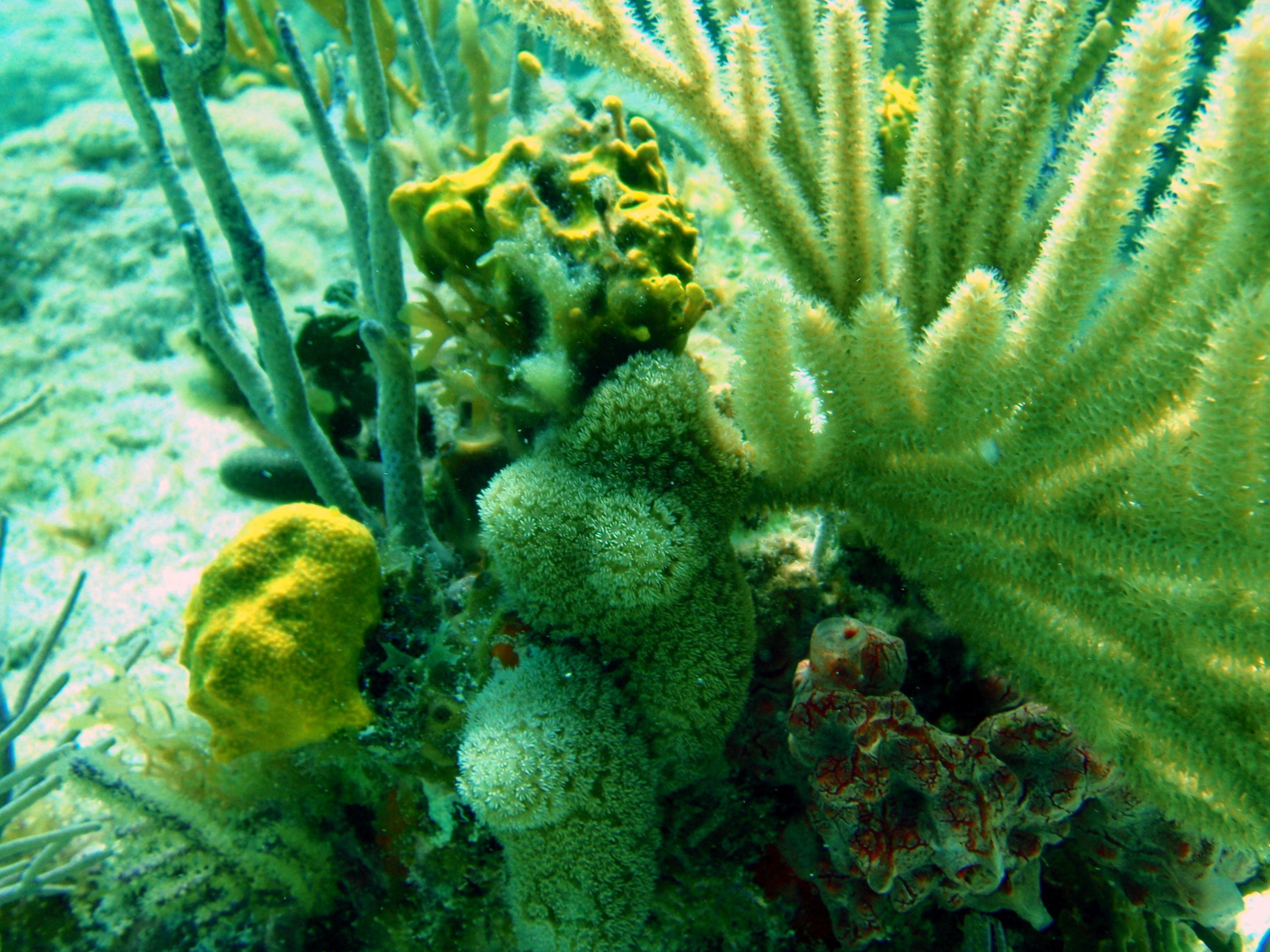 corals2