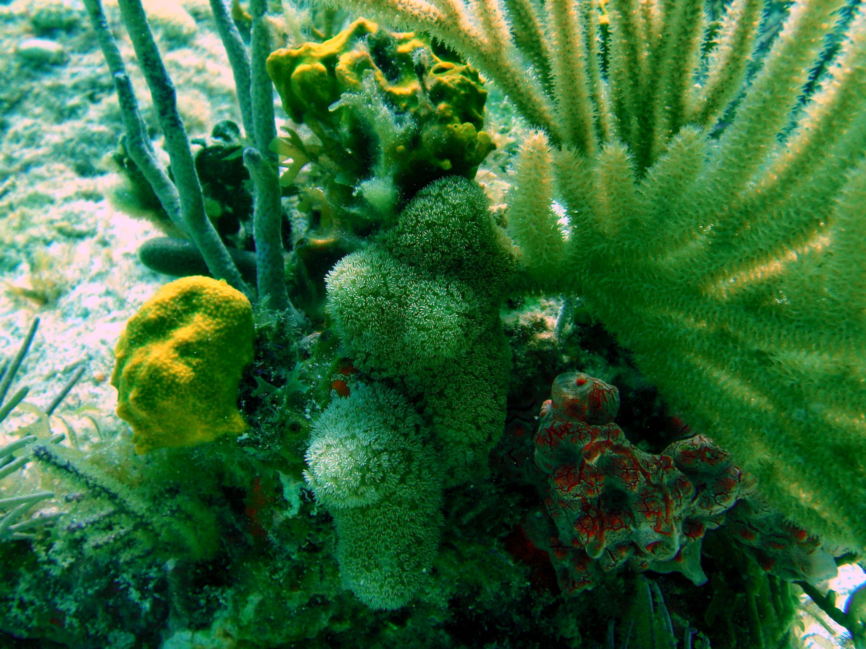 corals3