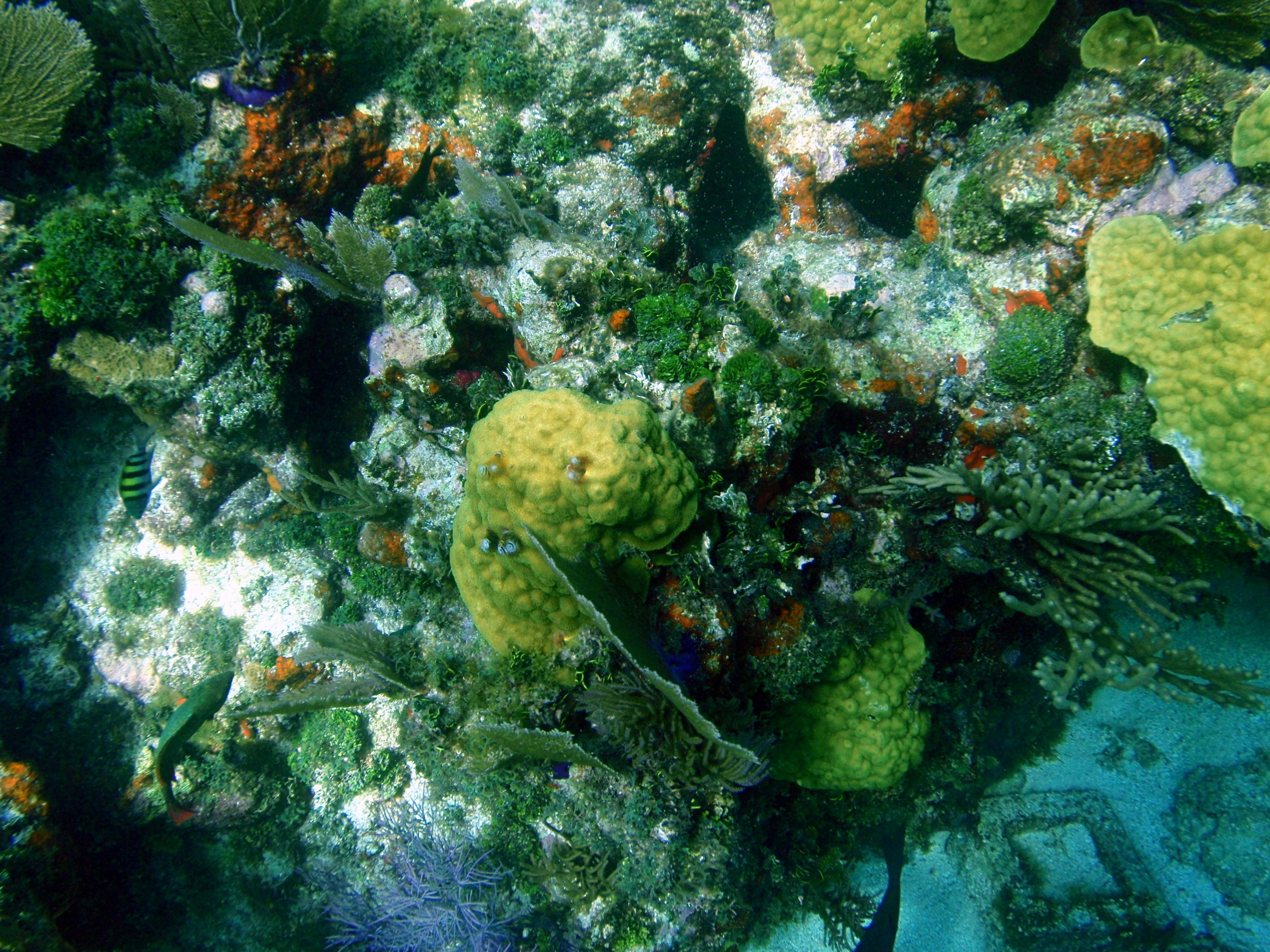 corals5