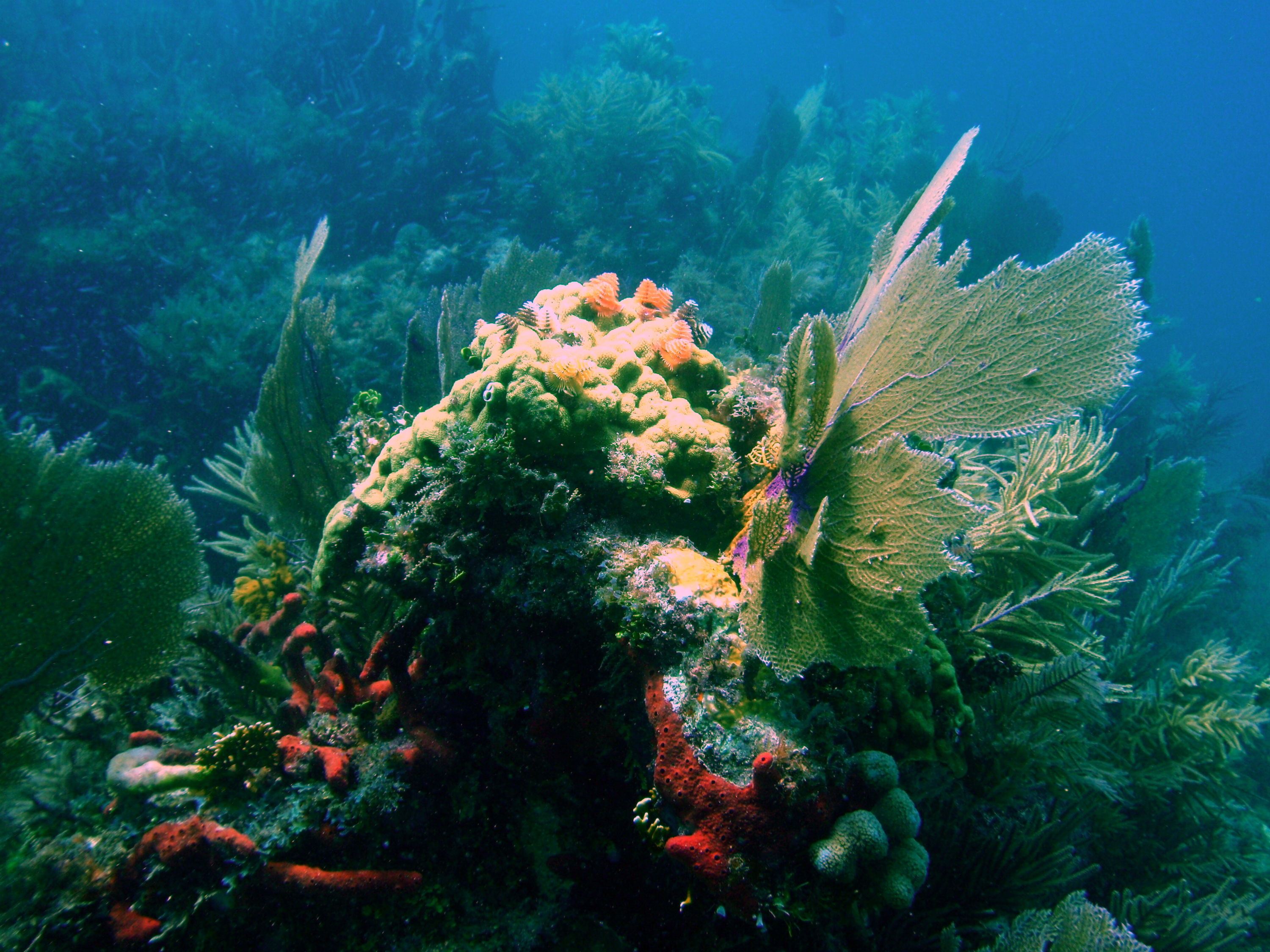 corals7