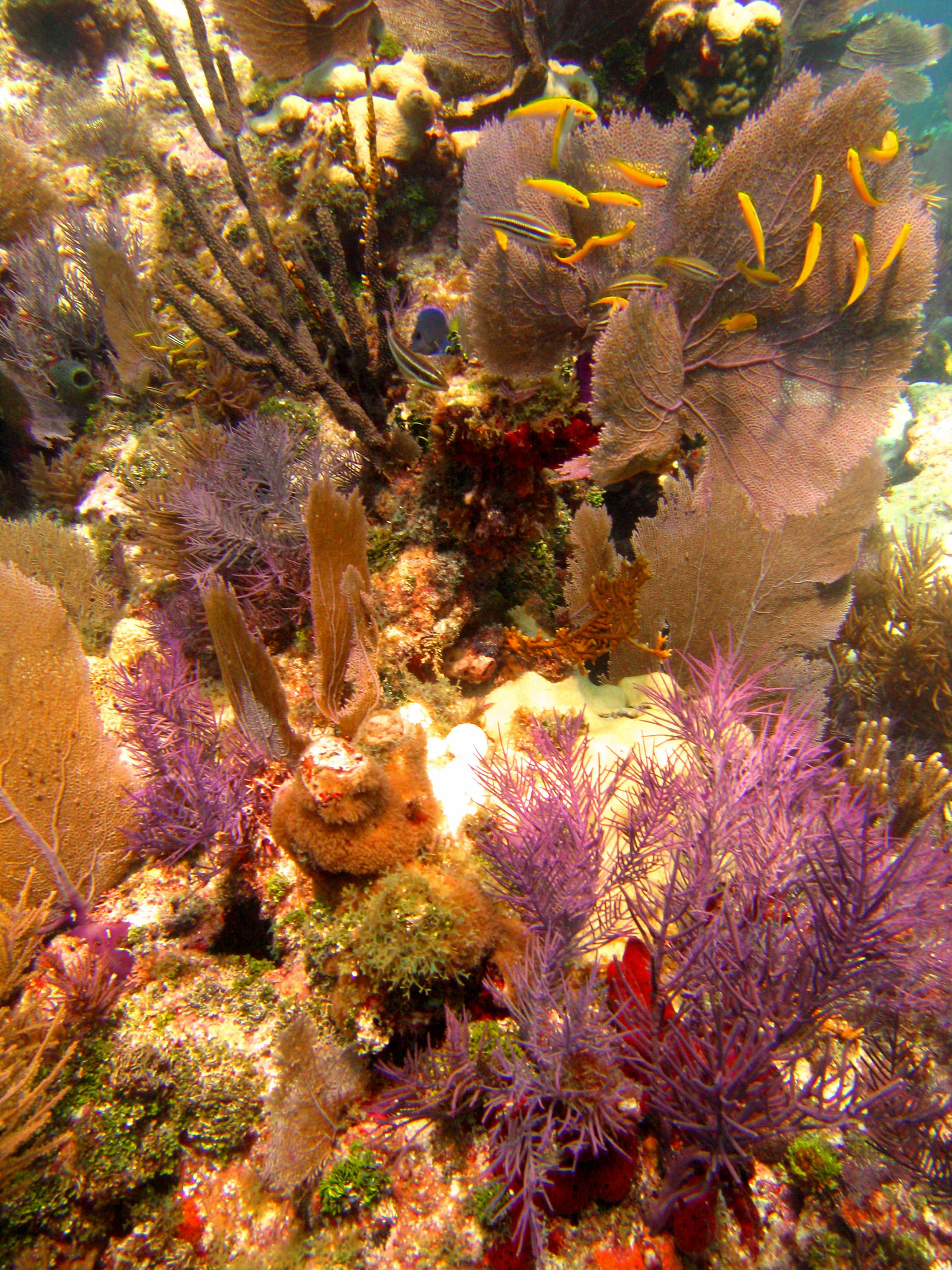 CoralScape N. DryRocks