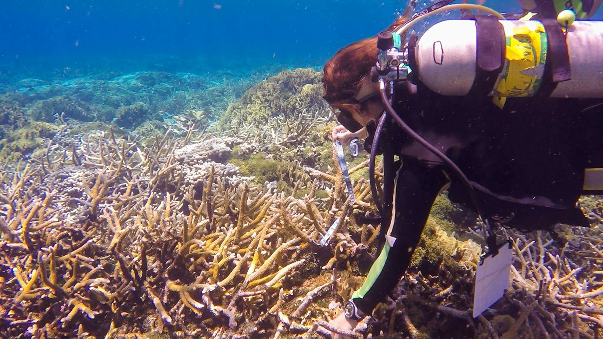 Cordelia Banks coral reef conservation research