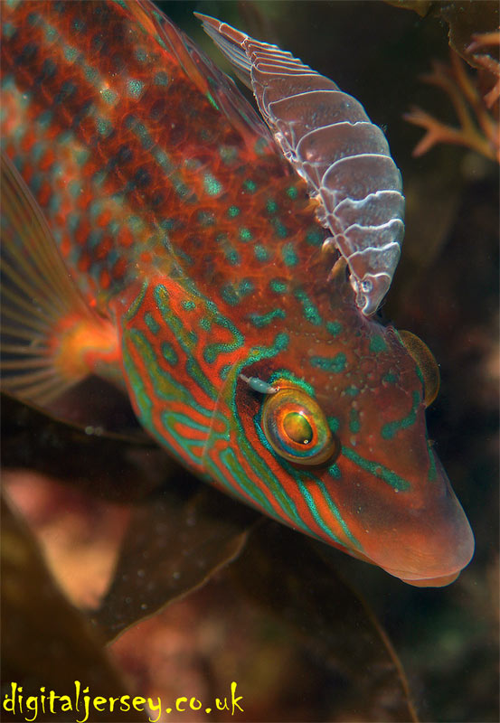 Corkwing Wrasse with Parasite
