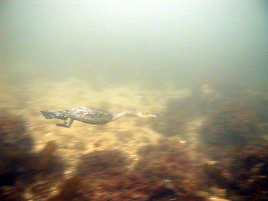 Cormorant swimming UW, Front Beach, Rockport, MA 11/01/08