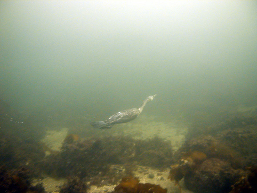 Cormorant swimming UW, Front Beach, Rockport, MA 11/01/08