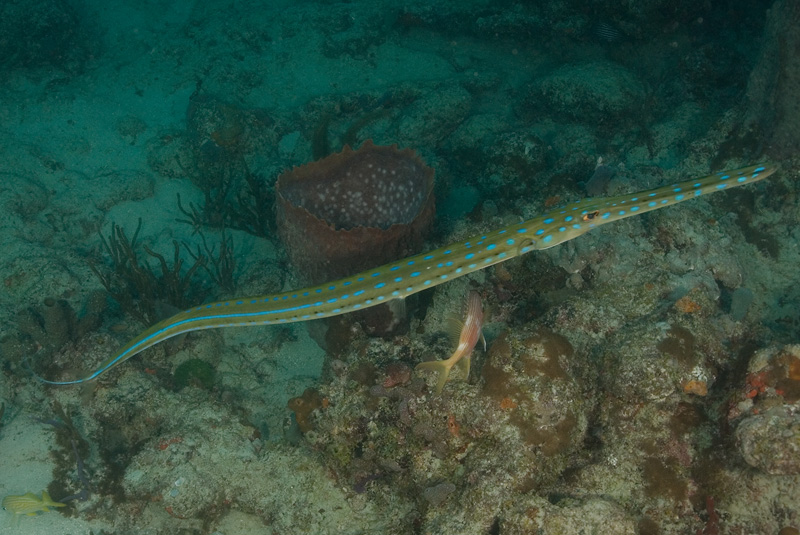 Cornetfish 2