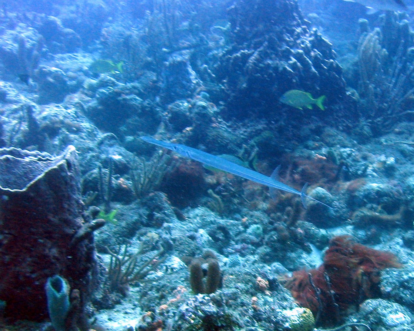 Cornetfish