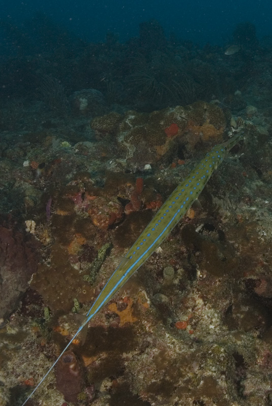 Cornetfish