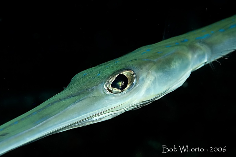 Cornetfish