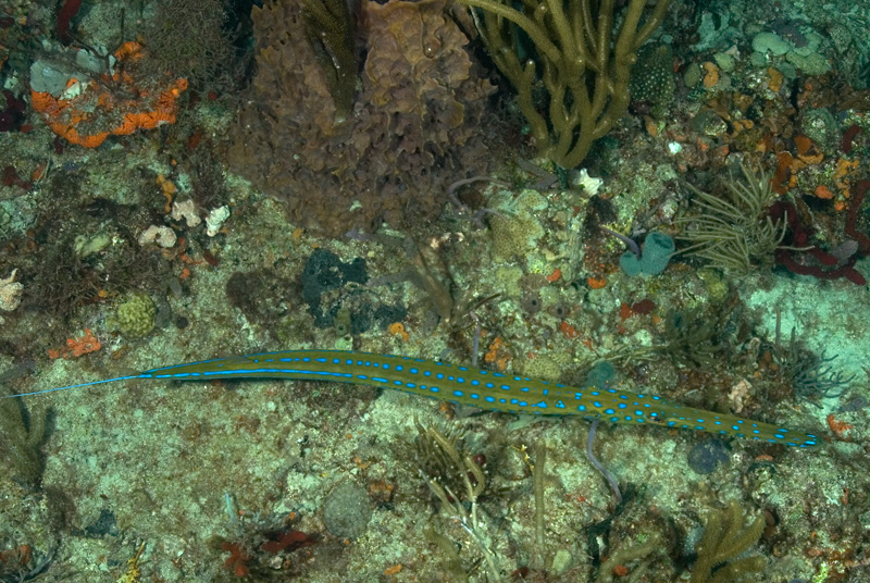 Cornetfish